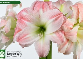 hippeastrum Giant Amadeus (1)